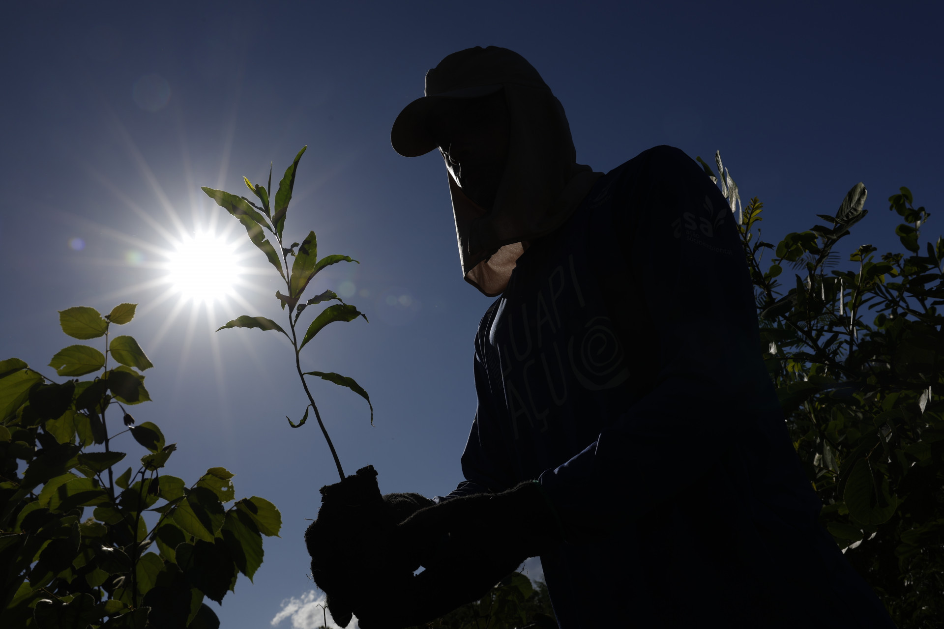 Reflorestamento com mudas variadas do Projeto Guapiaçu para restauração da Mata Atlântica - Fernando Frazão/Agência Brasil