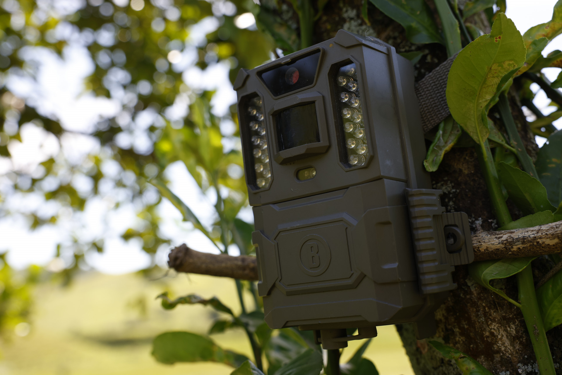  Armadilha fotográfica monitorada pelo Projeto Guapiaçu - Fernando Frazão/Agência Brasil