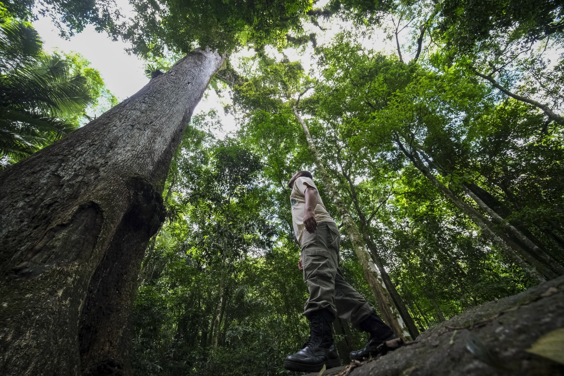 Jequitibá-rosa milenar, com mais de 40 metros de altura, é observado por Leomir Ferreira no Parque Estadual dos Três Picos - Fernando Frazão/Agência Brasil