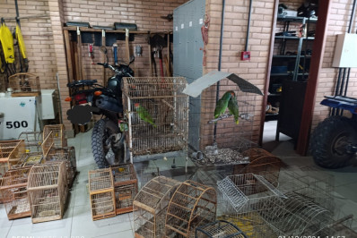 Megaoperação em 18 cidades resgata animais de diversas espécies
