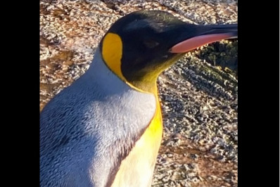 Pinguim 'muda' de sexo depois de oito anos em zoológico