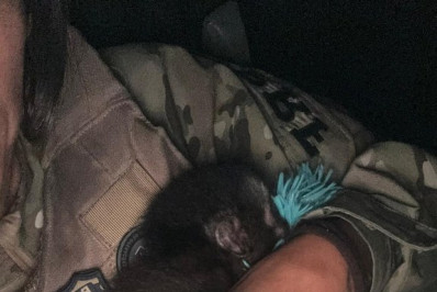 Filhote de macaco-prego é resgatado pela PRF na Dutra, em Itatiaia