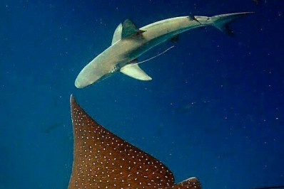 População mundial de tubarões e arraias foi reduzida à metade em 50 anos, informa estudo