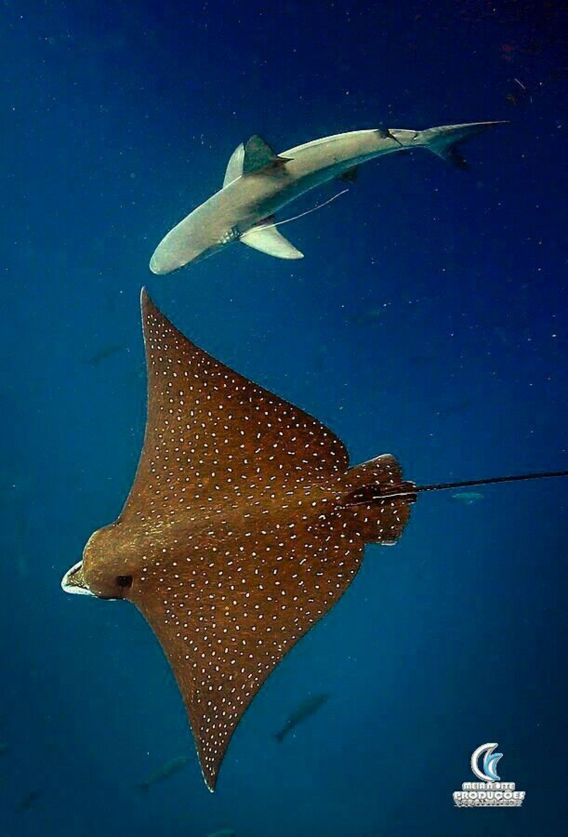 Estudo foi publicado nesta quinta-feira (5) pela revista Science