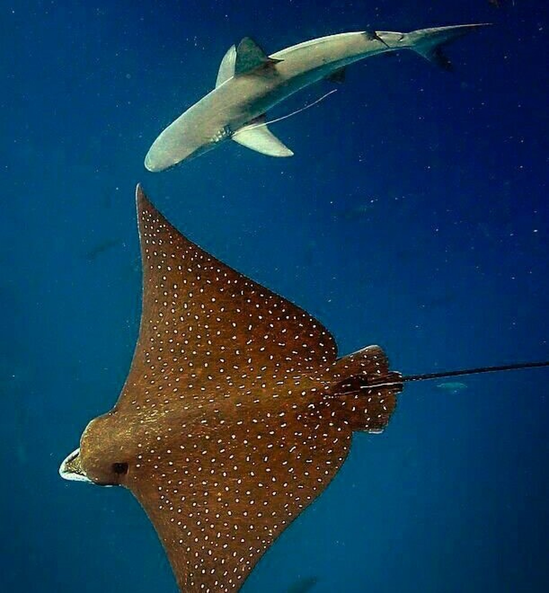 Estudo foi publicado nesta quinta-feira (5) pela revista Science