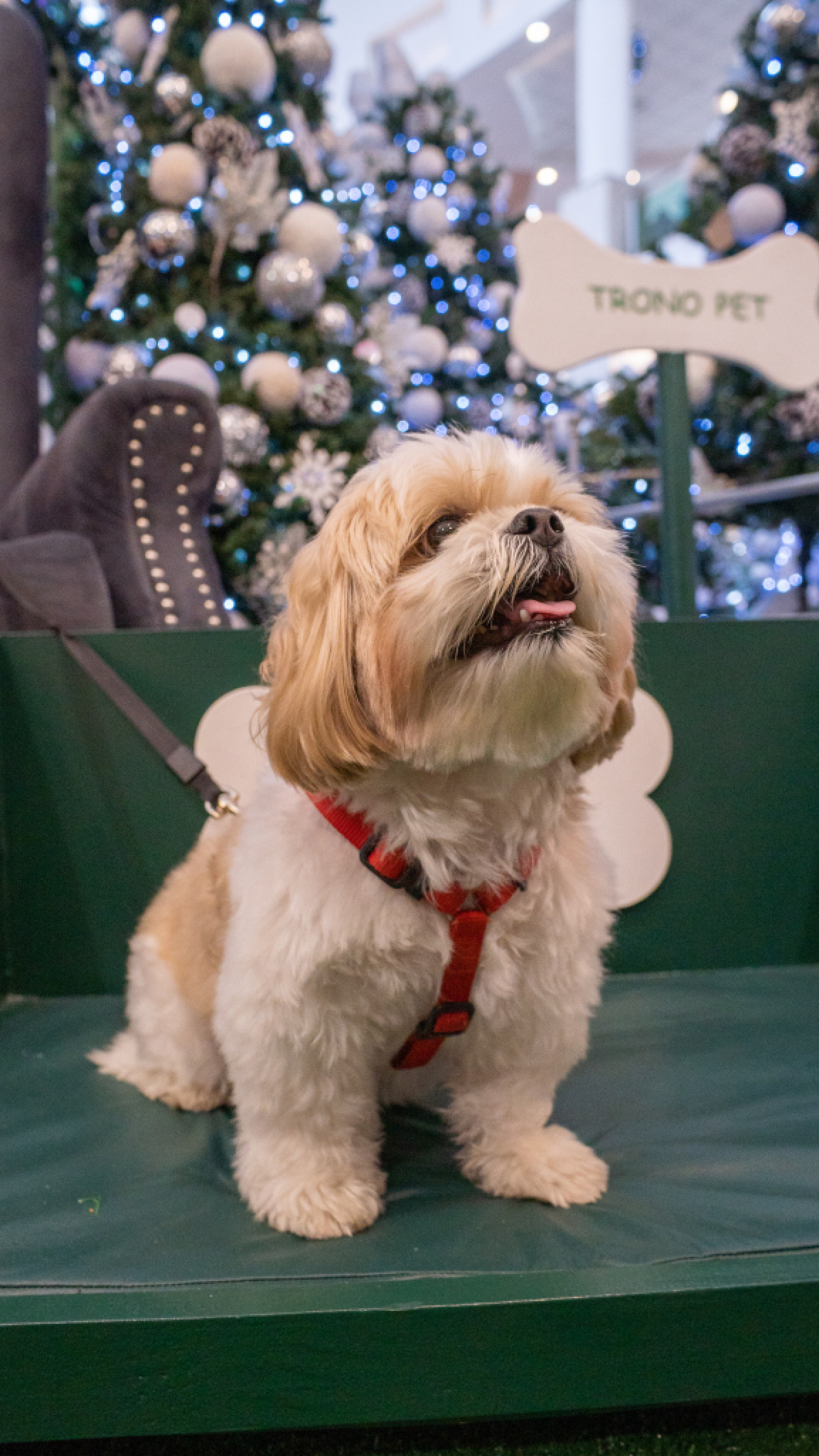 Natal no Caxias Shopping tem pista de patinação no gelo, trono pet e mais