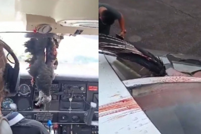 Vídeo: avião colide com urubu e voa com animal pendurado até o pouso