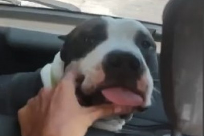 Sargento da PM é indiciada por matar cachorro a tiros em Niterói