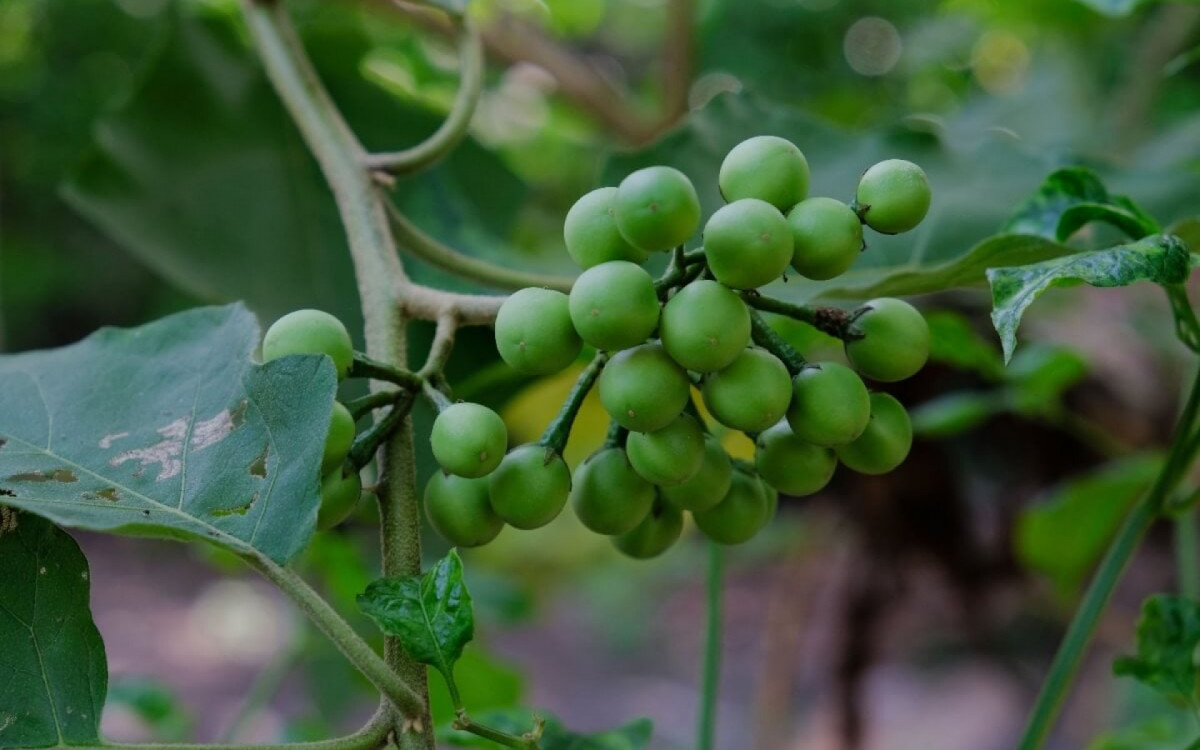 A jurubeba &eacute; uma planta medicinal tradicionalmente usada para apoiar a digest&atilde;o e promover o bem-estar do organismo (Imagem: kukuh st23 | Shutterstock)