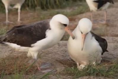 Incrível: ave mais velha do mundo põe ovo aos 74 anos!