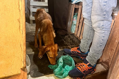 Homem é preso por maltratar cachorro no Quitandinha