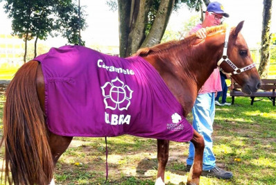 O que aconteceu com o Cavalo Caramelo, símbolo das enchentes no Rio Grande do Sul?