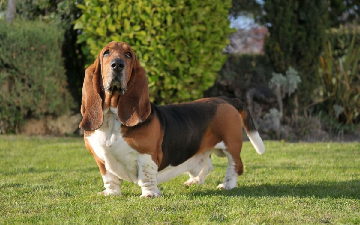 O basset hound é um cachorro que se destaca pela aparência e comportamento (Imagem: Marcelino Pozo Ruiz | Shutterstock)