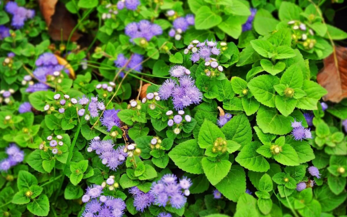 O mentrasto &eacute; uma planta medicinal que oferece diversos benef&iacute;cios &agrave; sa&uacute;de (Imagem: Unkas Photo | Shutterstock)