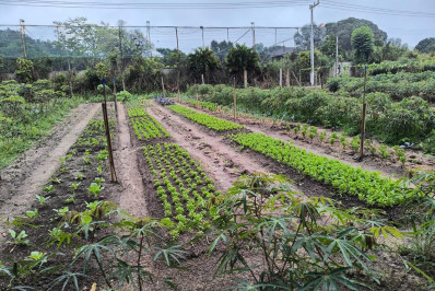 Projetos agroecológicos da Codemar realizam assistência técnica com Associação de Agricultores do Caju