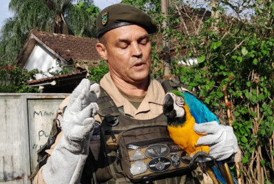 Guardas municipais resgatam arara-canindé na Barra de Guaratiba