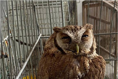 ASAS recebe mais de 200 animais silvestres em novembro