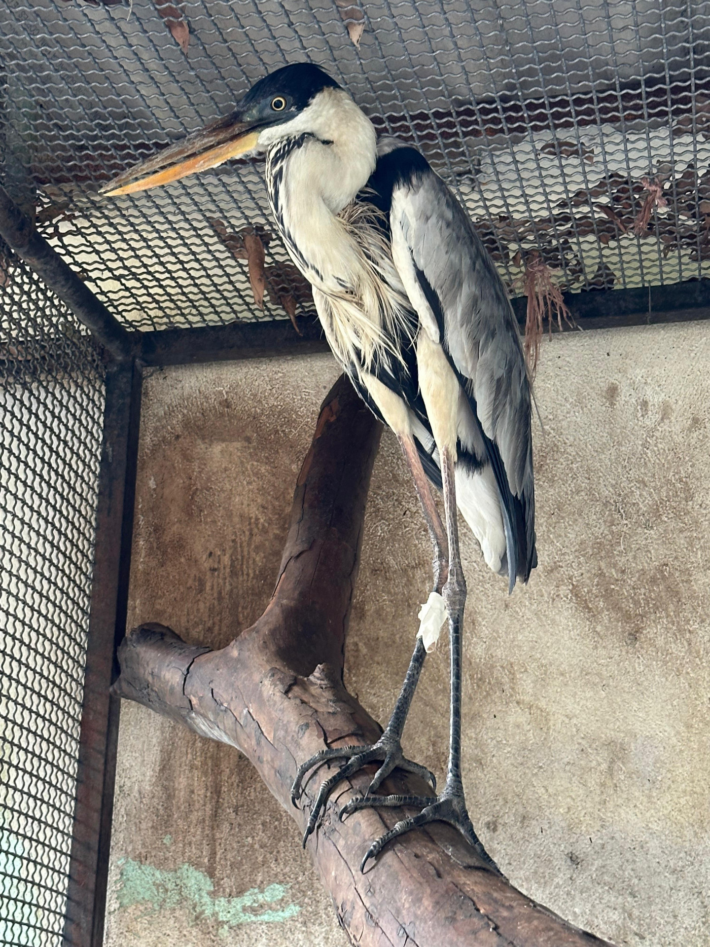 O animal foi encaminhado para o Centro de Reabilitação de Animais Silvestres ? CRAS - Divulgação