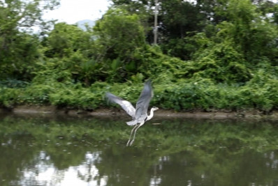 Garça resgatada com copo plástico no pescoço volta à natureza