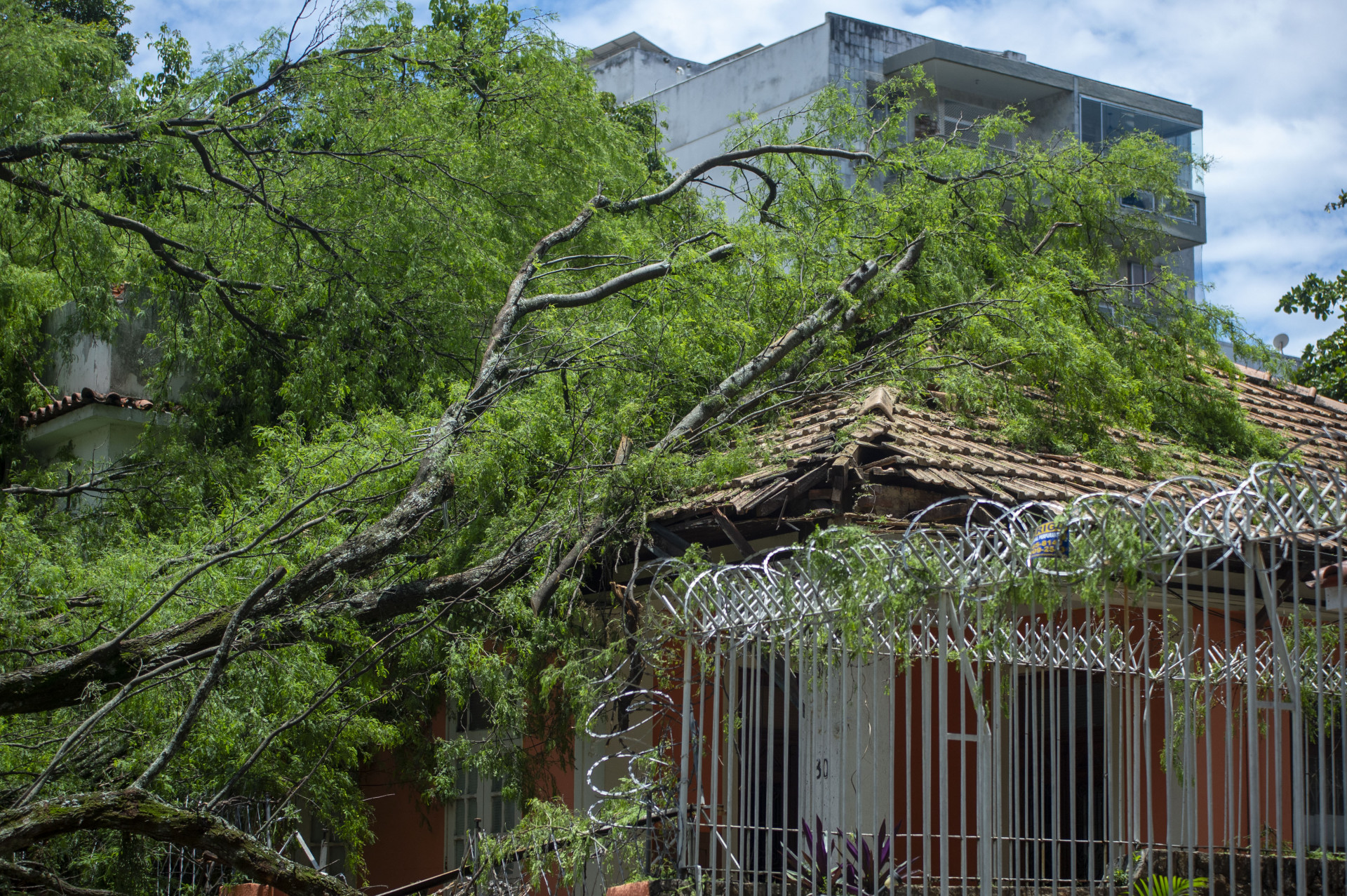 Queda de árvore no Grajaú, neste domingo(15). Foto: Armando Paiva/Agência O Dia - Armando Paiva/Agência O Dia