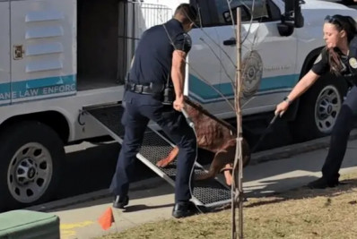 Homem é morto depois de ser atacado pelos próprios cães em parquinho nos EUA