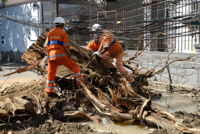 Depois de mais de 40h, árvore que tombou é retirada de rua do Grajaú