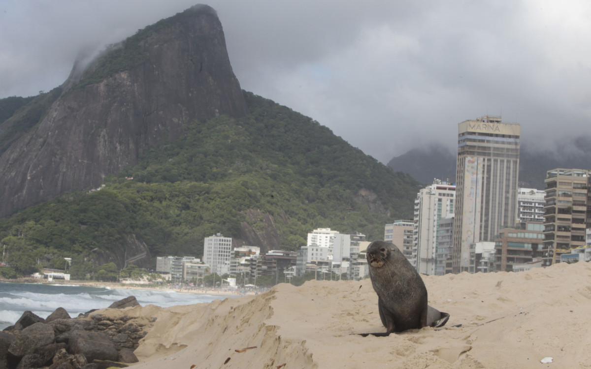 Leão marinho na Praia de Ipanema, Zona Sul do Rio de Janeiro, nesta quarta-feira (18).