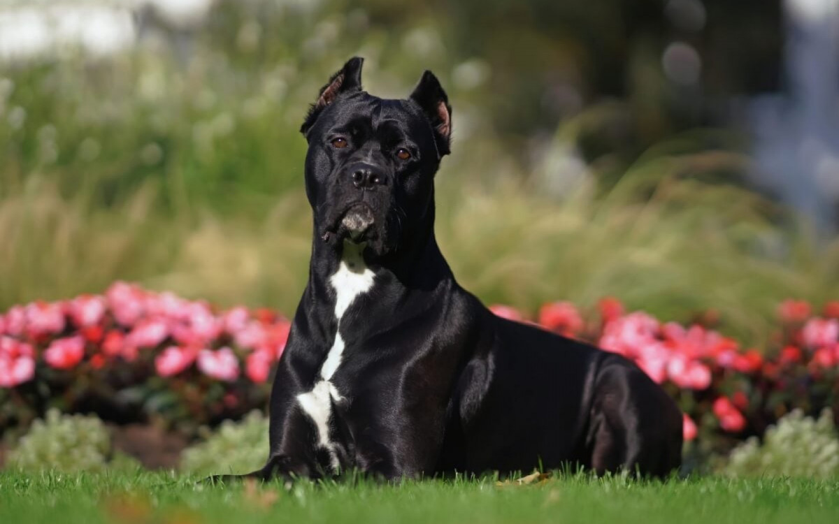 Diversas ra&ccedil;as de c&atilde;es se destacam por seu instinto de guarda e lealdade aos tutores (Imagem: Eudyptula | Shutterstock)