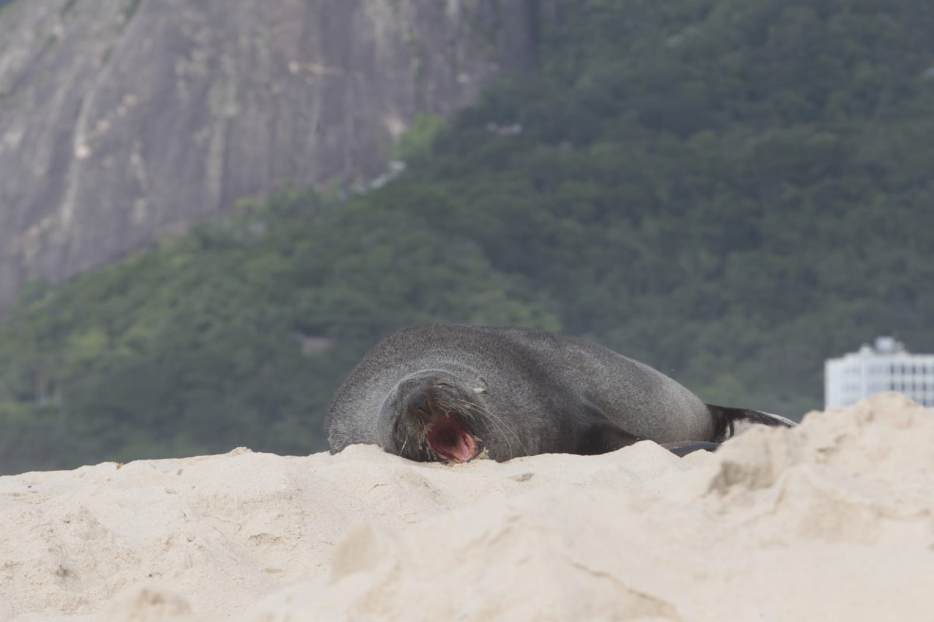 Lobo-marinho descansa nas areias de Ipanema - Reginaldo Pimenta / Agência O Dia