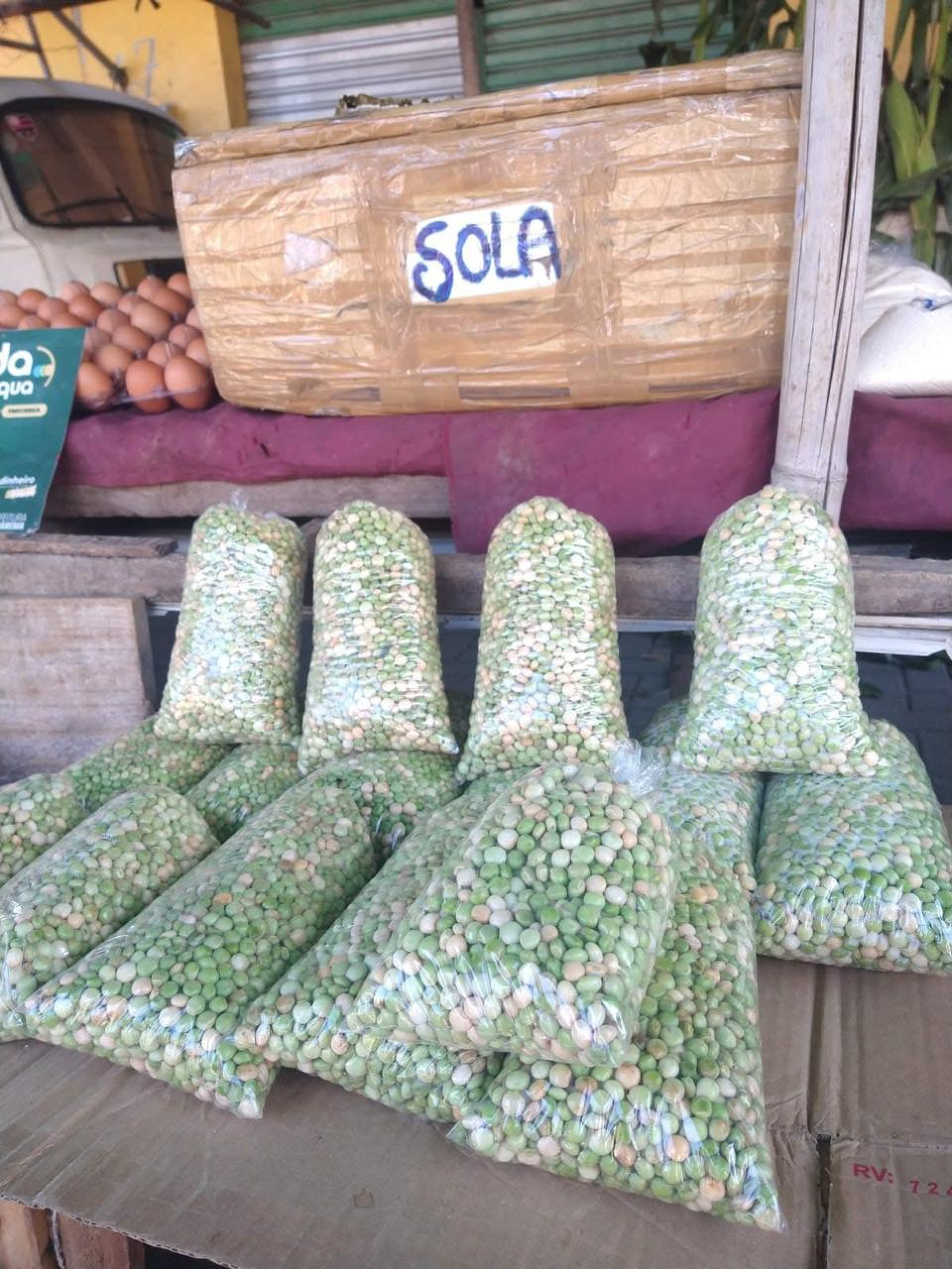 Mulheres da área rural de Saquarema plantam feijão guandu - Divulgação/Prefeitura de Saquarema