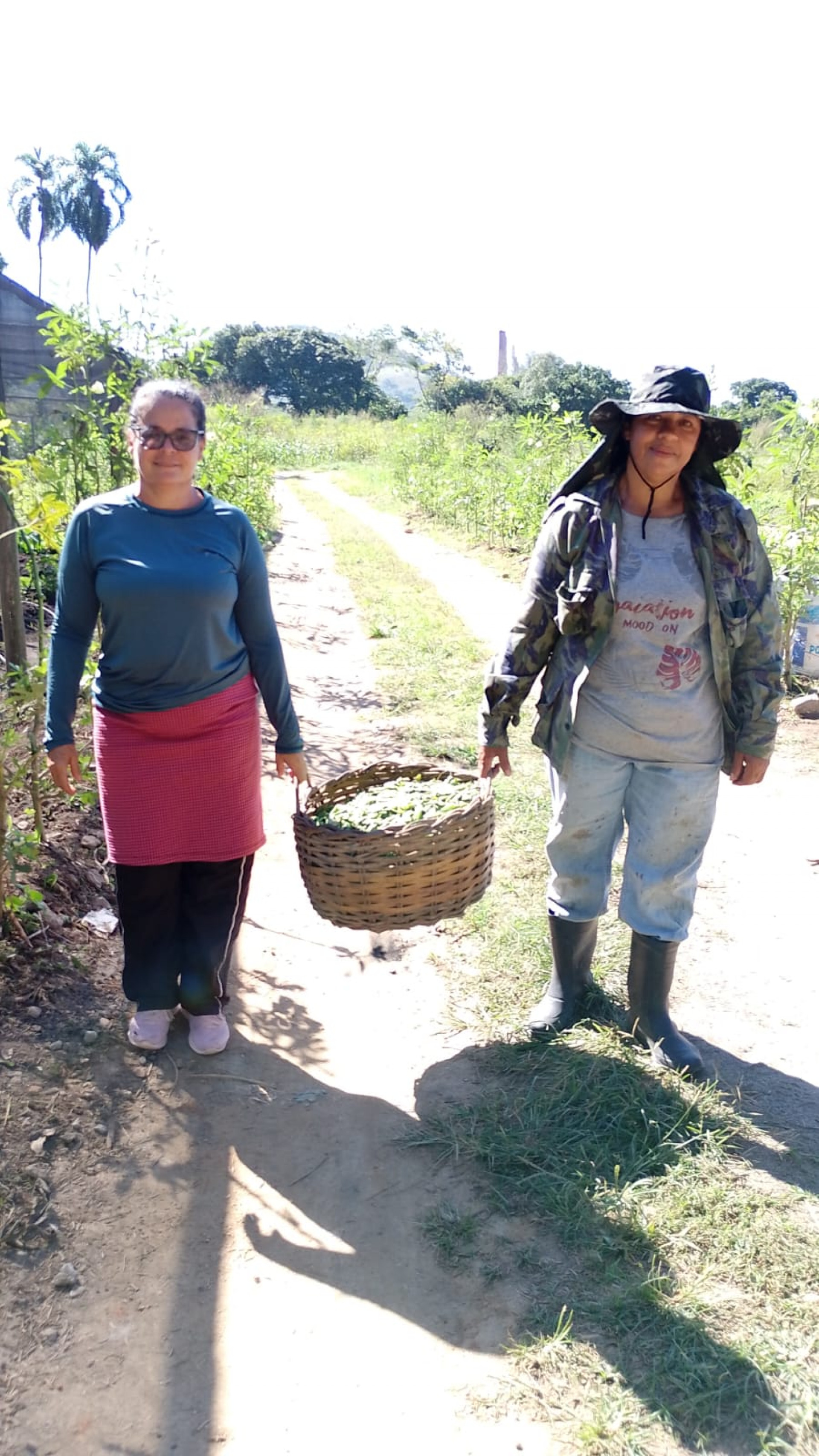 Mulheres da área rural de Saquarema plantam feijão guandu
 - Divulgação/Prefeitura de Saquarema