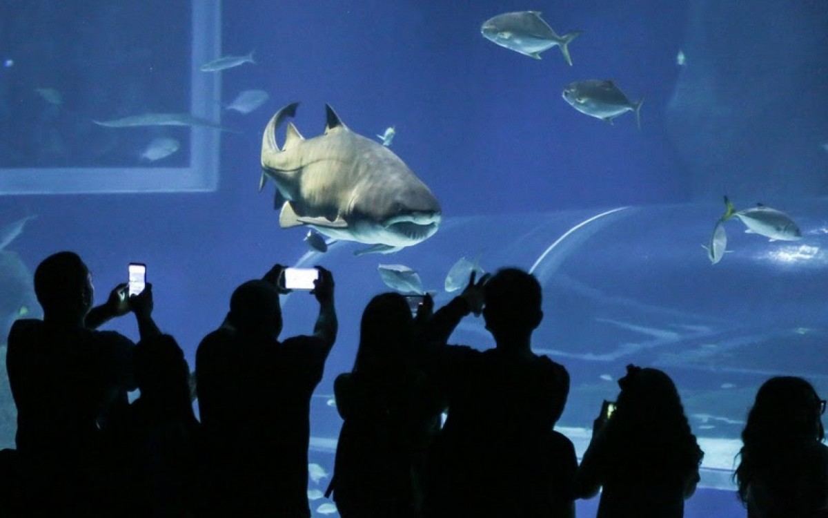 AquaRio terá programação especial de Natal - Divulgação/AquaRio