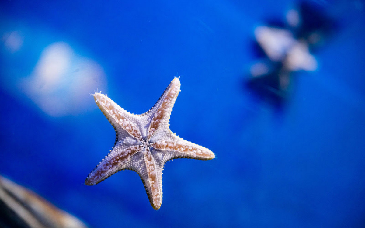 AquaRio terá programação especial de Natal - Divulgação/AquaRio