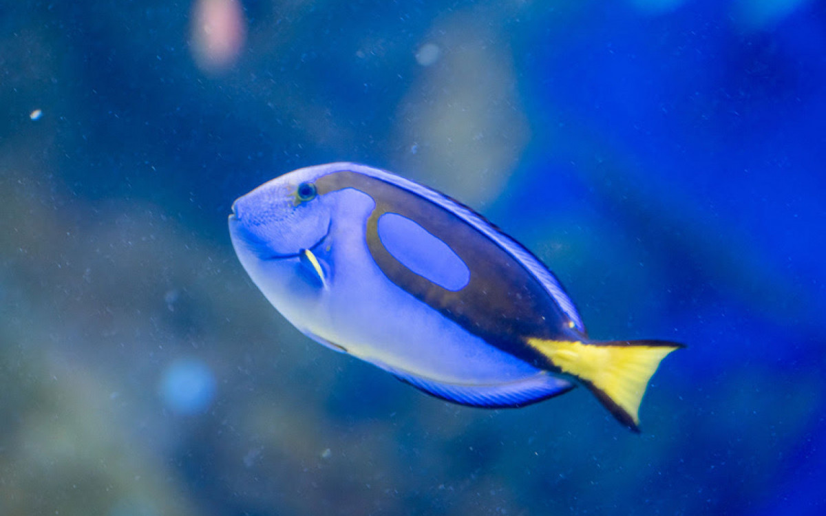 AquaRio terá programação especial de Natal - Divulgação/AquaRio