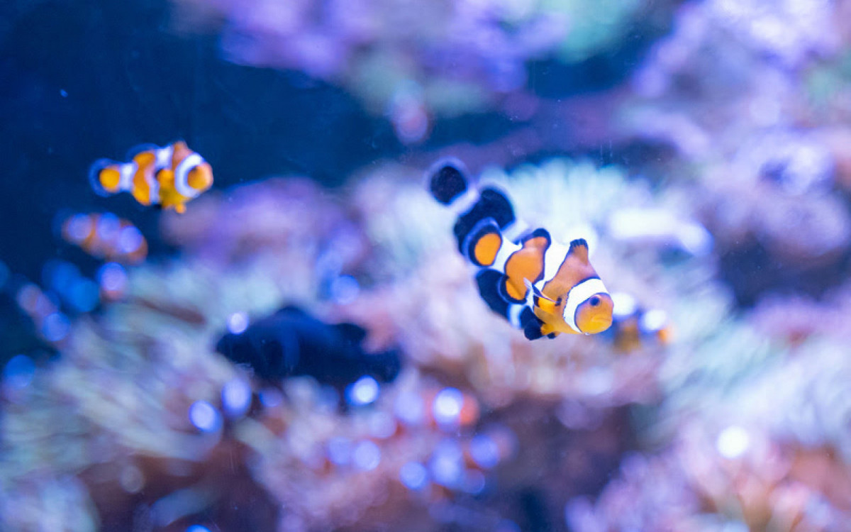 AquaRio terá programação especial de Natal - Divulgação/AquaRio