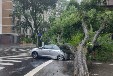 Árvore cai sobre carro em bairro de São Paulo