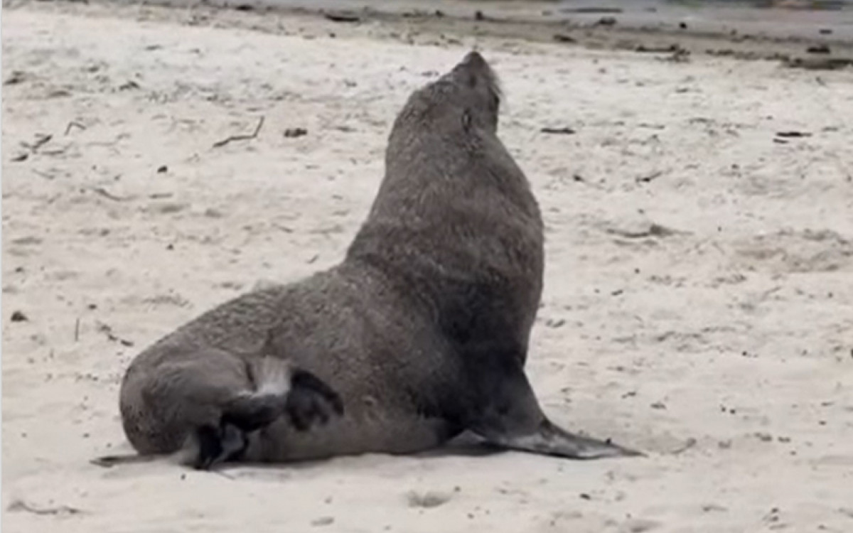 Lobo-marinho apareceu ontem de manhã na Praia de São Francisco