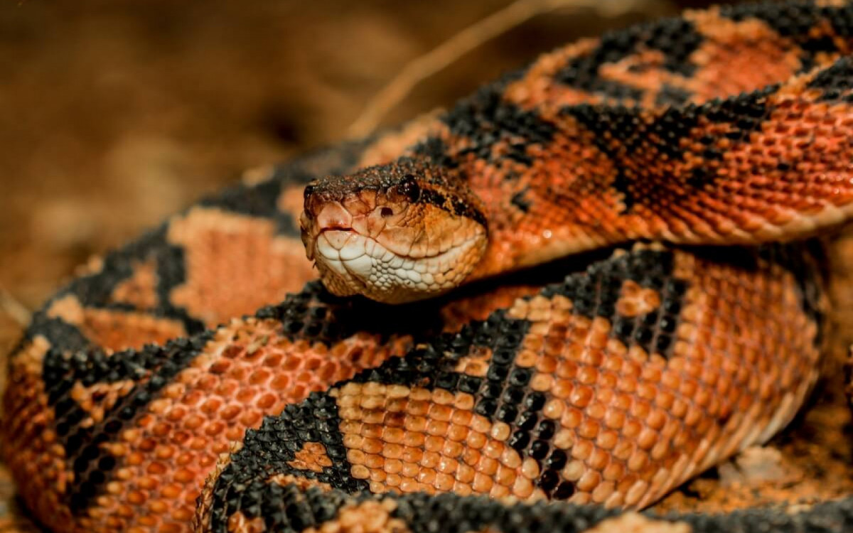 As cobra peçonhentas se destacam por seu veneno potente e características únicas (Imagem: Vampflack | Shutterstock) 