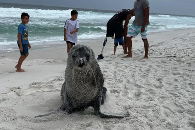 Lobo-marinho Joca está na Praia de Figueira, em Arraial do Cabo