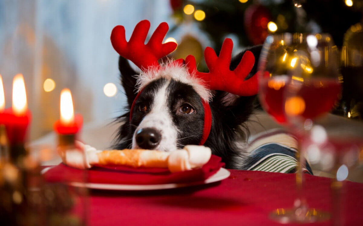 Pratos festivos podem ser prejudiciais à saúde dos cachorros (Imagem: Aleksandra Suzi | Shutterstock)