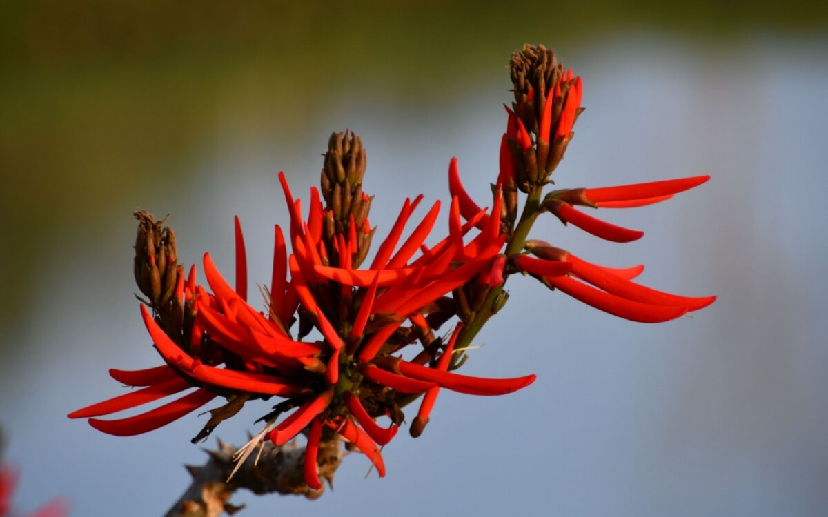 O uso da planta mulungu traz diversos benefícios para a saúde (Imagem: Valentina De Menego | Shutterstock)