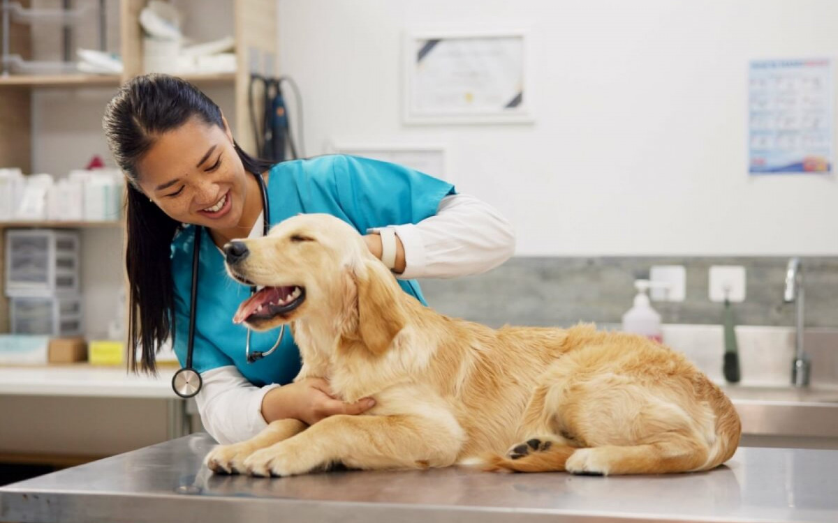 As consultas de rotina ajudam a preservar a qualidade de vida dos pets (Imagem: PeopleImages.com - Yuri A | Shutterstock) 