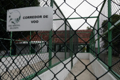 Margem equatorial: Petrobras terá duas bases para tratar fauna marinha