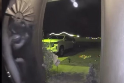 Vídeo: Cão desaparecido há nove dias volta para casa e toca a campainha