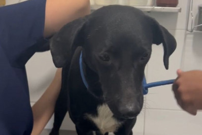 Cachorro abandonado em praça de Queimados é resgatado 