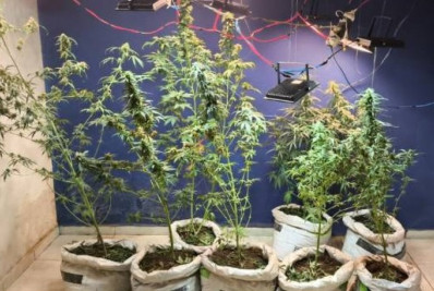Casal é preso por cultivo de várias drogas em 'bunker'