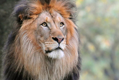 Menino de 7 anos sobrevive cinco dias em reserva repleta de leões