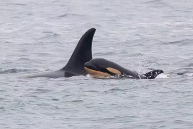 Orca é vista carregando filhote morto no Pacífico