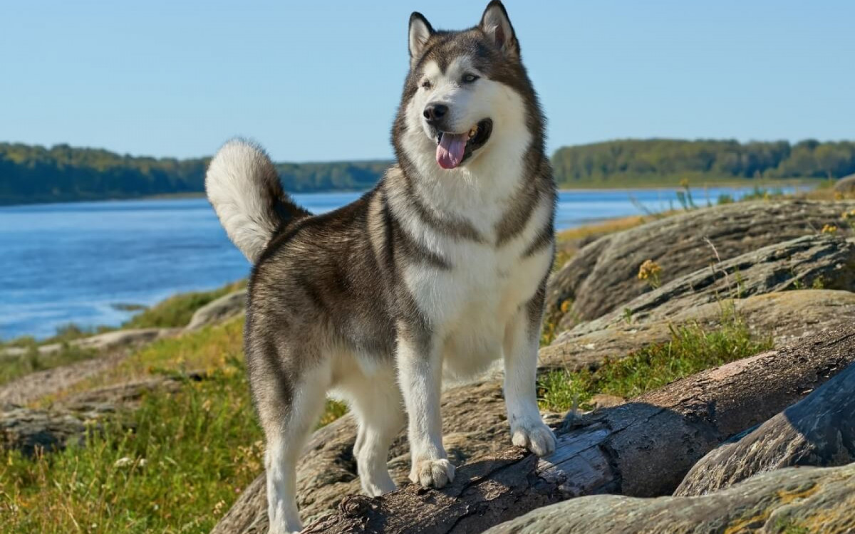 O malamute do Alasca chama aten&ccedil;&atilde;o por sua apar&ecirc;ncia majestosa e hist&oacute;ria fascinante (Imagem: Jia Images
| Shutterstock) 