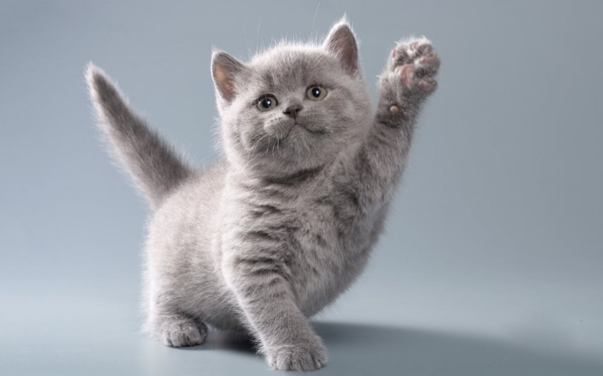 Algumas ra&ccedil;as de gatos se destacam por sua apar&ecirc;ncia encantadora (Imagem: OksanaSusoeva | Shutterstock) 